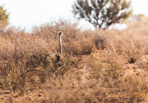 Wildlife of the Kalahari Desert